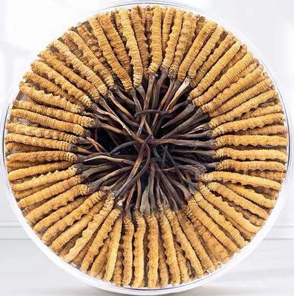 邯郸冬虫夏草回收